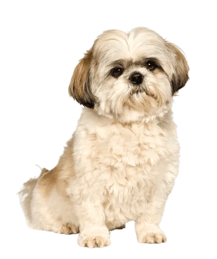 Shih Tzu 3