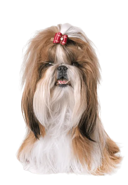 Shih Tzu Senior