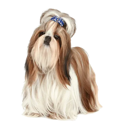 Shih Tzu (2)