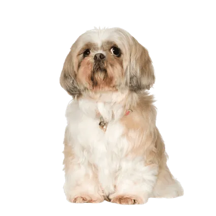Shih Tzu (5)