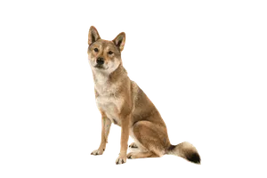 Shikoku