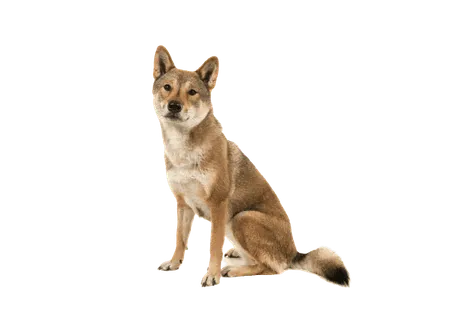 Shikoku