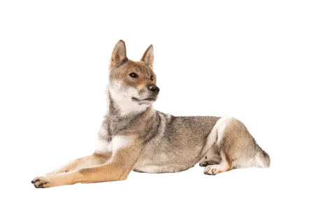 Shikoku