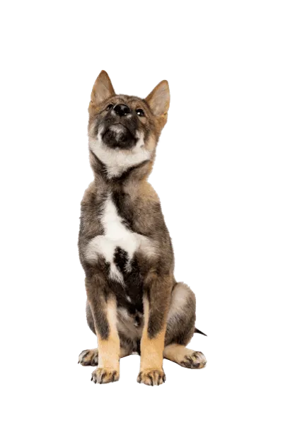Shikoku