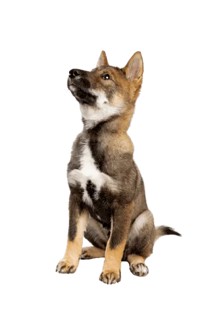 Shikoku