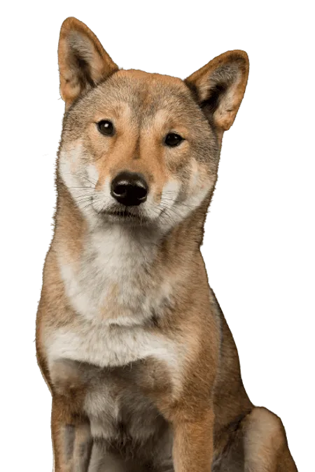 Bild für Shikoku
