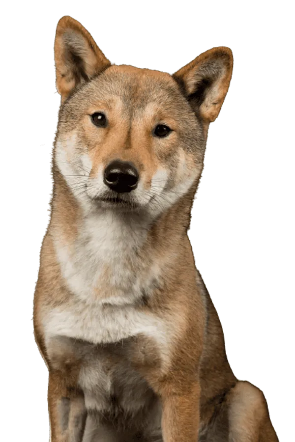 Shikoku Bild