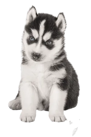 Siberian Husky (6)