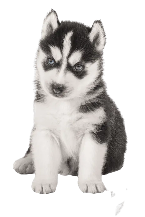 Siberian Husky (6)