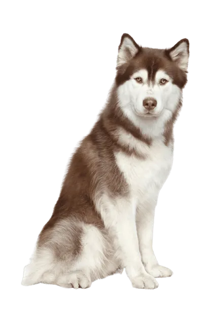 Siberian Husky (4)