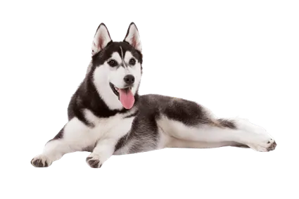 Siberian Husky (2)