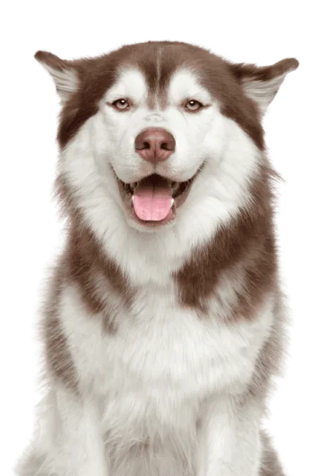 Bild für Siberian Husky