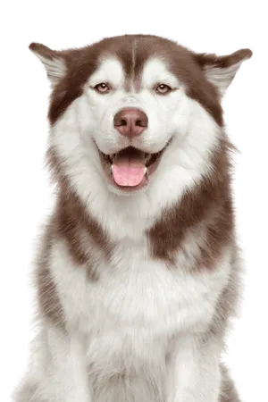 Siberian Husky