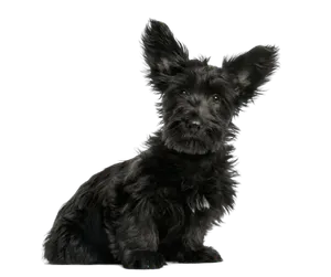 Skye Terrier