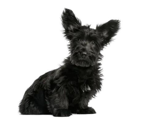 Skye Terrier