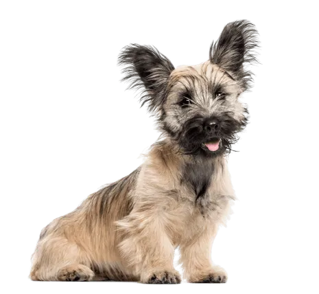 Skye Terrier
