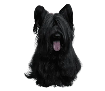 Skye Terrier