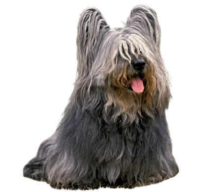Skye Terrier