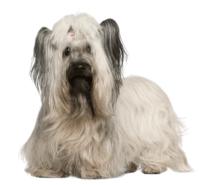 Skye Terrier