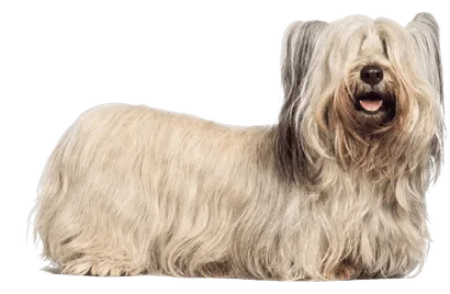 Skye Terrier