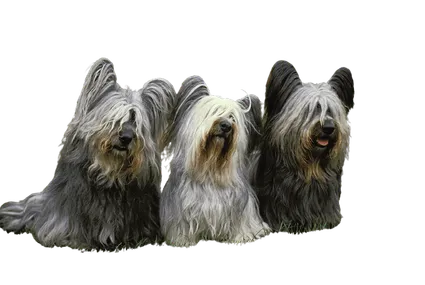 Skye Terrier