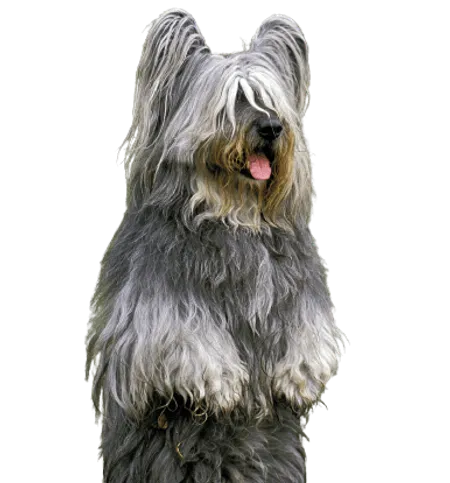 Bild für Skye Terrier