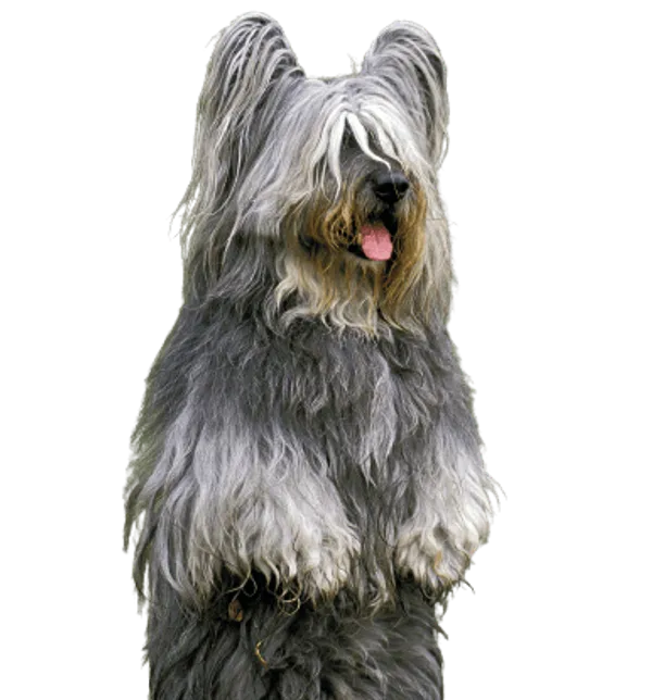 Skye Terrier Bild
