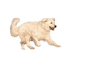 Slovenský čuvač