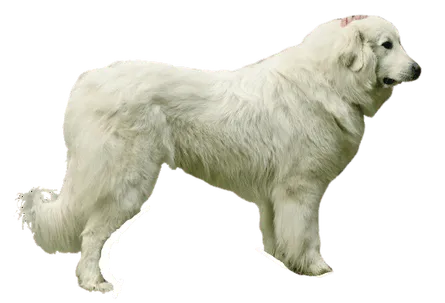 Slovenský čuvač