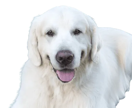 Bild für Slovenský čuvač