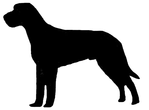 Slovenský hrubosrstý stavač Bild