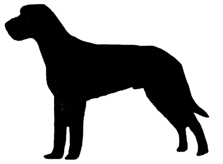 Bild für Slovenský hrubosrstý stavač