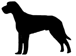 Slovenský hrubosrstý stavač