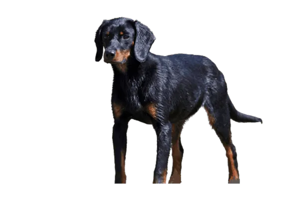 Slovenský kopov Bild