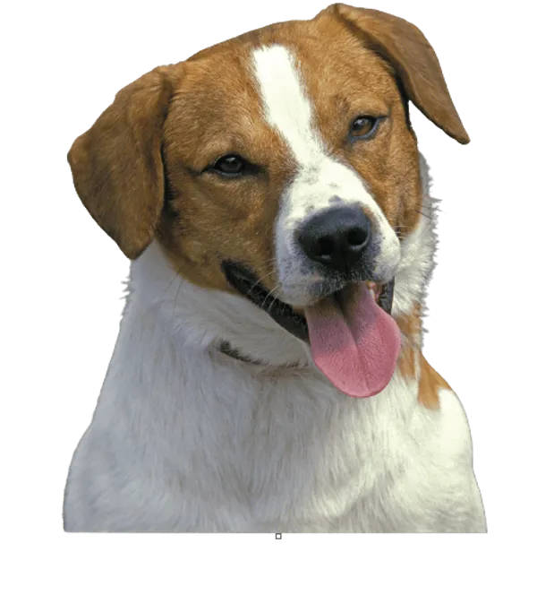 Smålandsstövare Bild