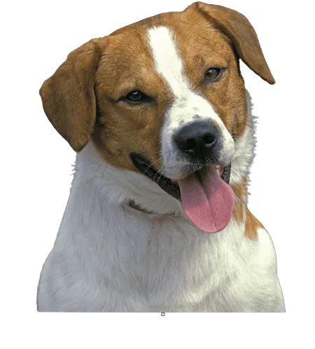 Bild für Smålandsstövare