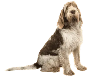 Spinone-Italiano-5