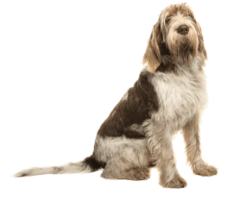 Spinone-Italiano-5