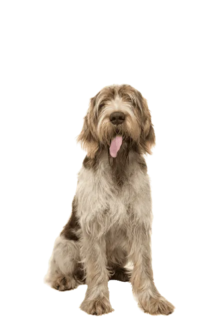 Spinone-Italiano-6