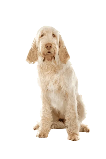 Spinone-Italiano-4