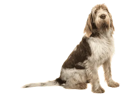 Spinone-Italiano-3