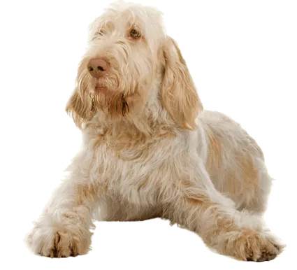 Spinone-Italiano-2