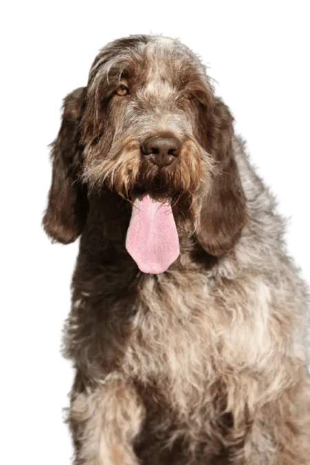 Bild für Spinone Italiano