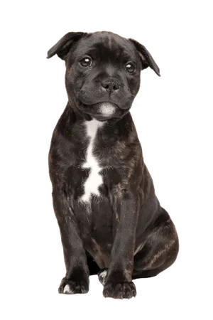 Staffordshire-Bullterrier-5