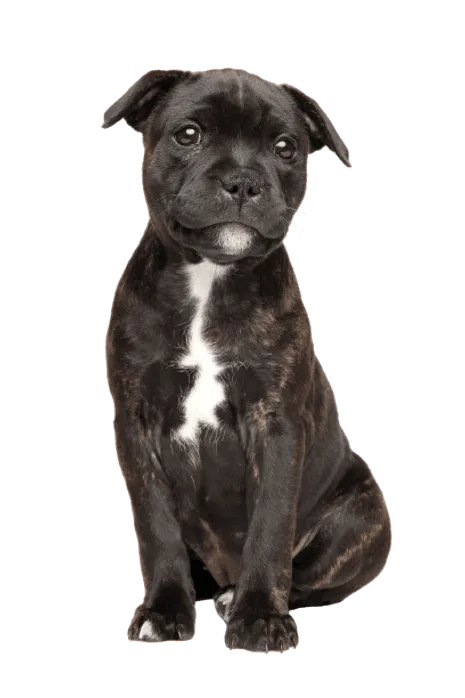 Staffordshire-Bullterrier-5