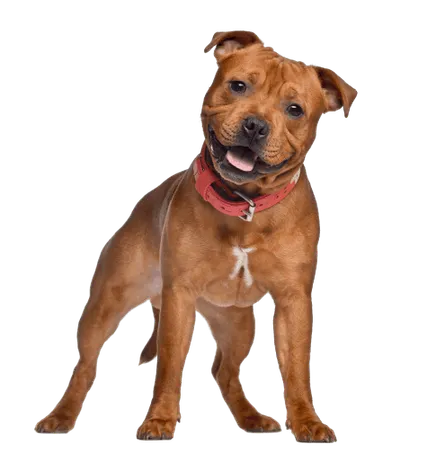 Staffordshire-Bullterrier-1