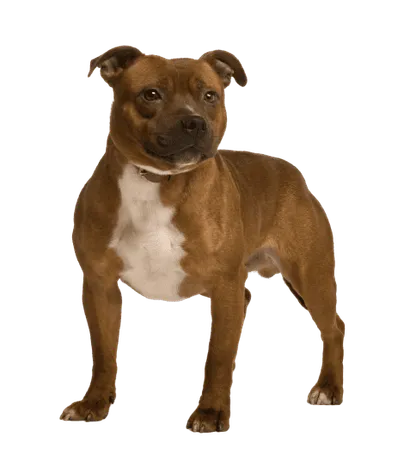 Staffordshire-Bullterrier-2