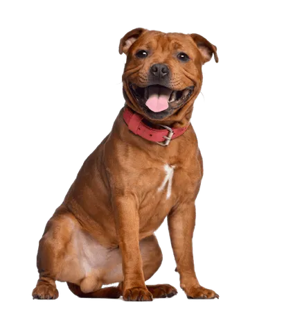 Staffordshire-Bullterrier-4