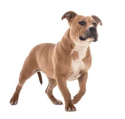 Staffordshire-Bullterrier-3