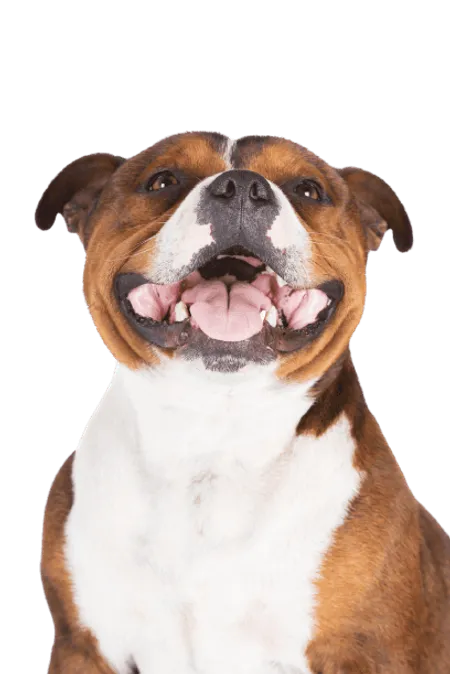 Bild für Staffordshire Bullterrier